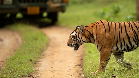 what to do in case of tiger confrontation 