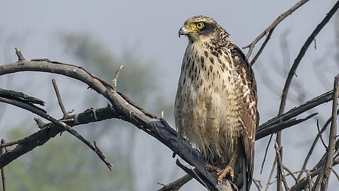 A Crested Serpent Eagle