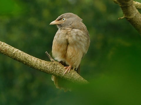 birds in coastal Konkan, Maharashtra