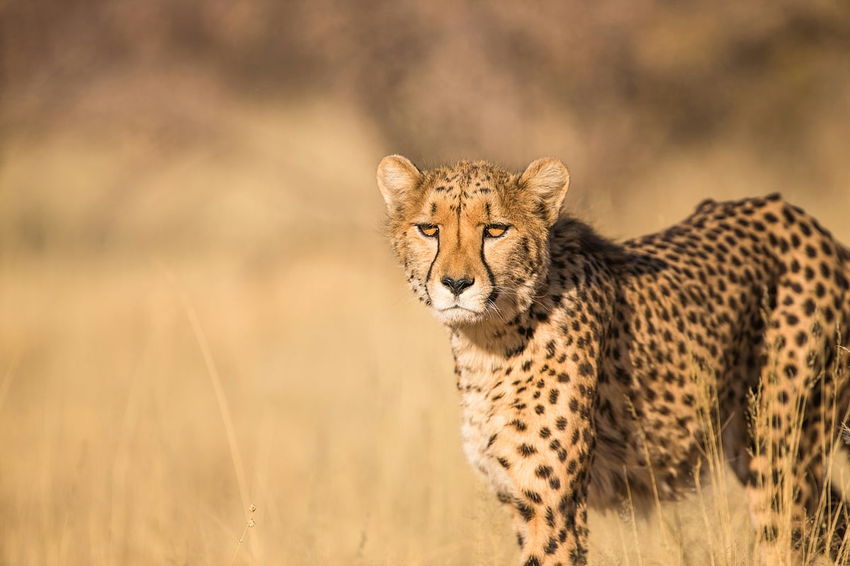 India Adds Nine More Botswana Cheetahs To Kuno, Population Reaches 48