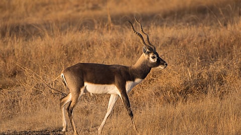 Rehekuri Blackbuck Sanctuary