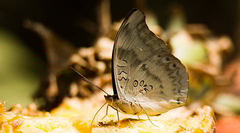 butterflies found in the western ghats