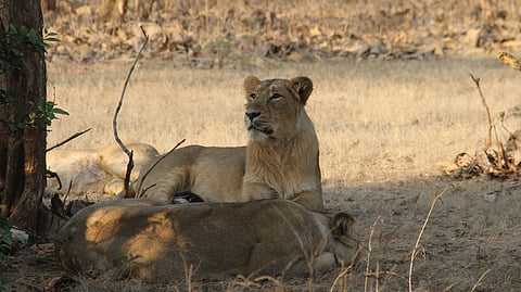 The Gir Forest National Park is very popular with tourists to see Asiatic lions in the wild