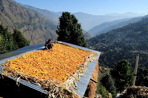 Drying corn on the rooftop
