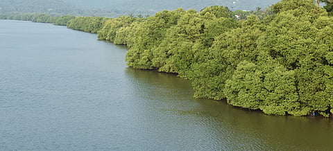 River Mandovi runs along Charao Island 