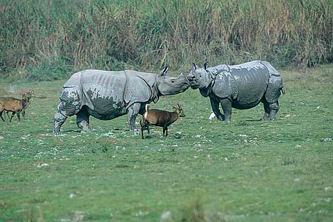 Birds and beasts of the northeast India