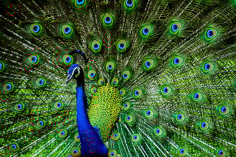The national bird of India. Photo credit Shutterstock.com