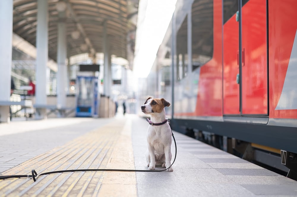 Can You Take a Dog on a Sleeper Train? Essential Tips & Rules