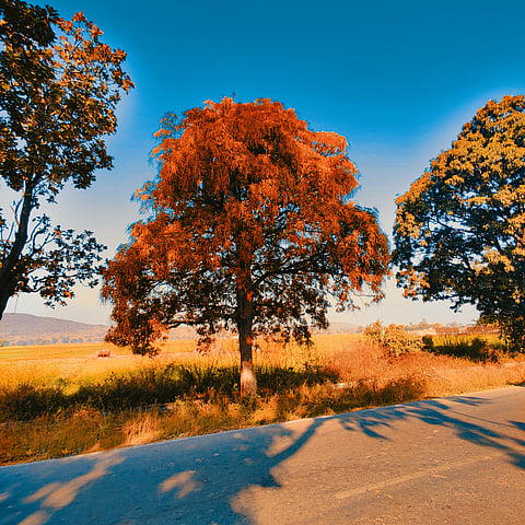 A scenic stretch near nirbhaydash chakia market place in Chandauli district 