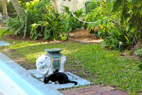 Ernest Hemingway Home And Museum, Florida
