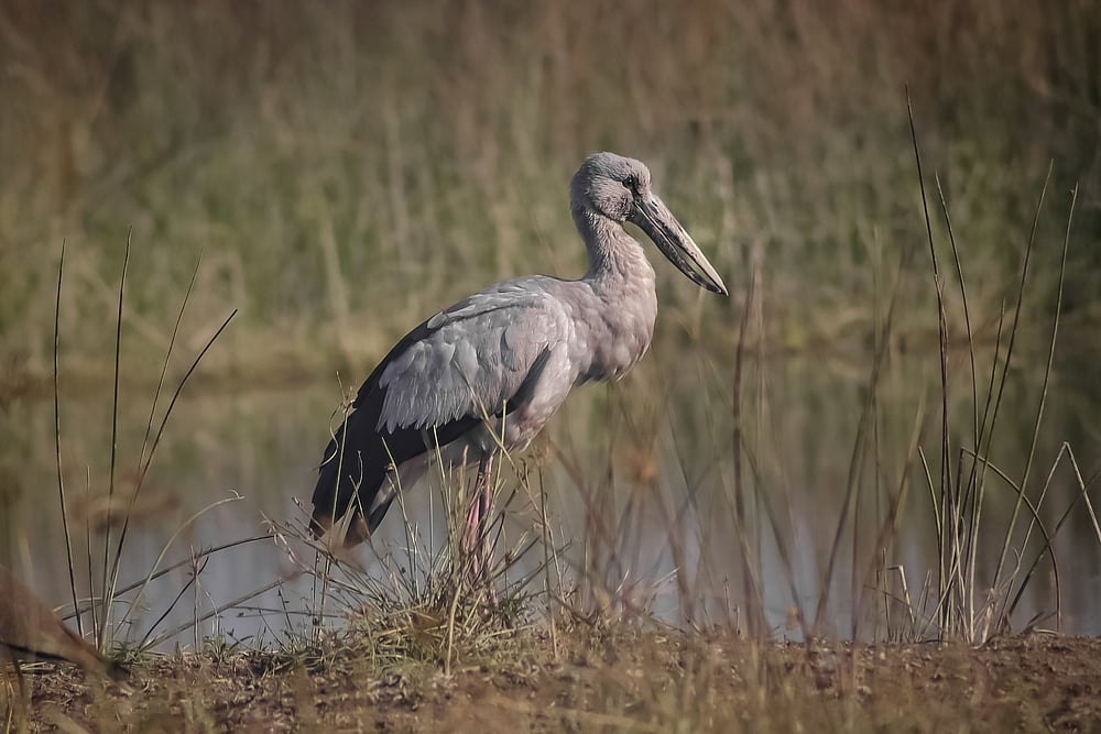 Prashant Singh Jat / Shutterstock : An Asian Openbill Stork at Sirpur Lake in Indore