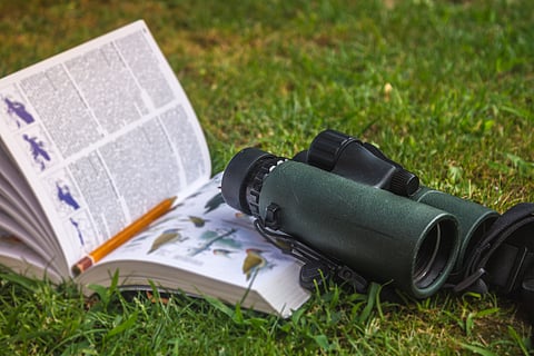 A simple set of binoculars and a guidebook on birds can help you get started