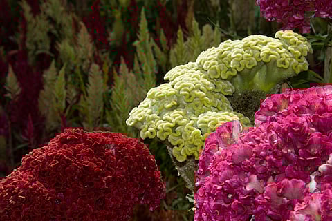 A close-up of Republic Day Flower Show in Lalbagh Garden, Bengaluru
