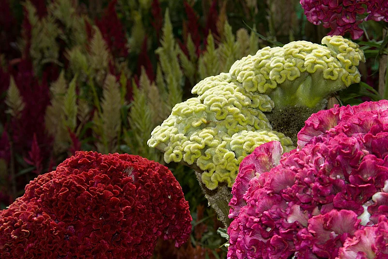 A close-up of Republic Day Flower Show in Lalbagh Garden, Bengaluru
