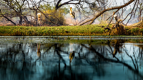 Rajasthan's Bharatpur Bird Sanctuary attracts many exotic birds