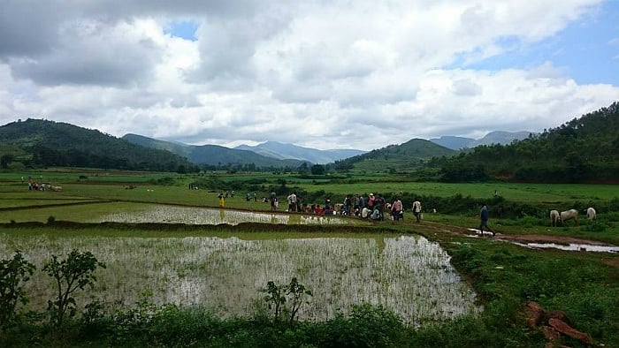 Rural life in Odisha
