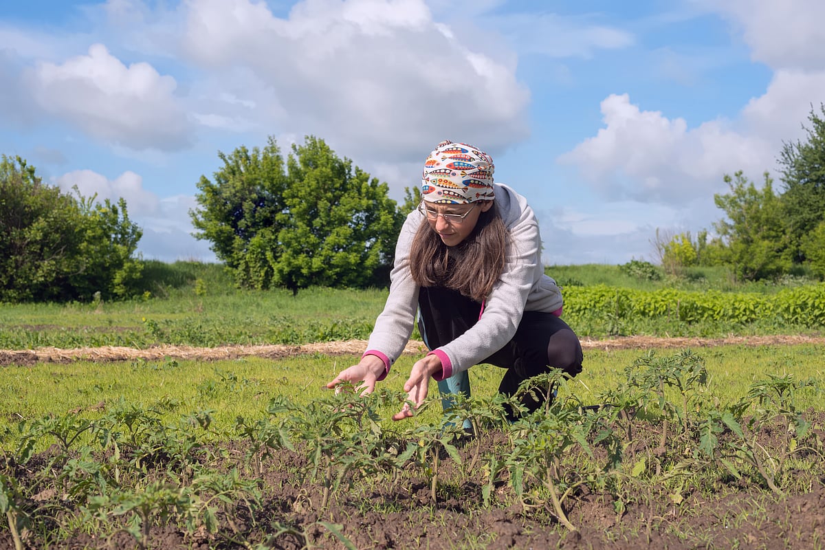 Shutterstock : A tourist in the crop fields