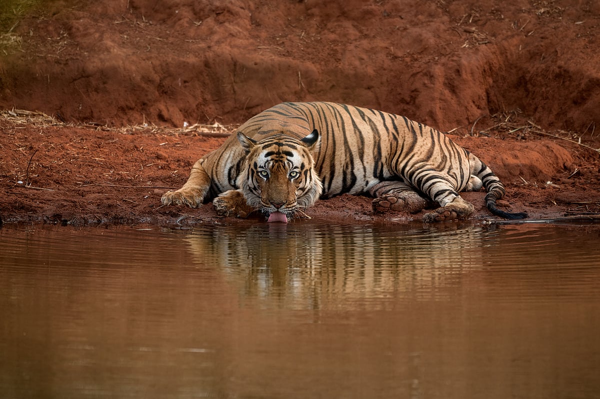 Tiger drinks from a waterhole at Bandhavgarh National Park
