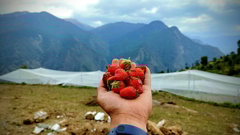A tourist holding freshly plucked strawberries from the orchard near the homestay
