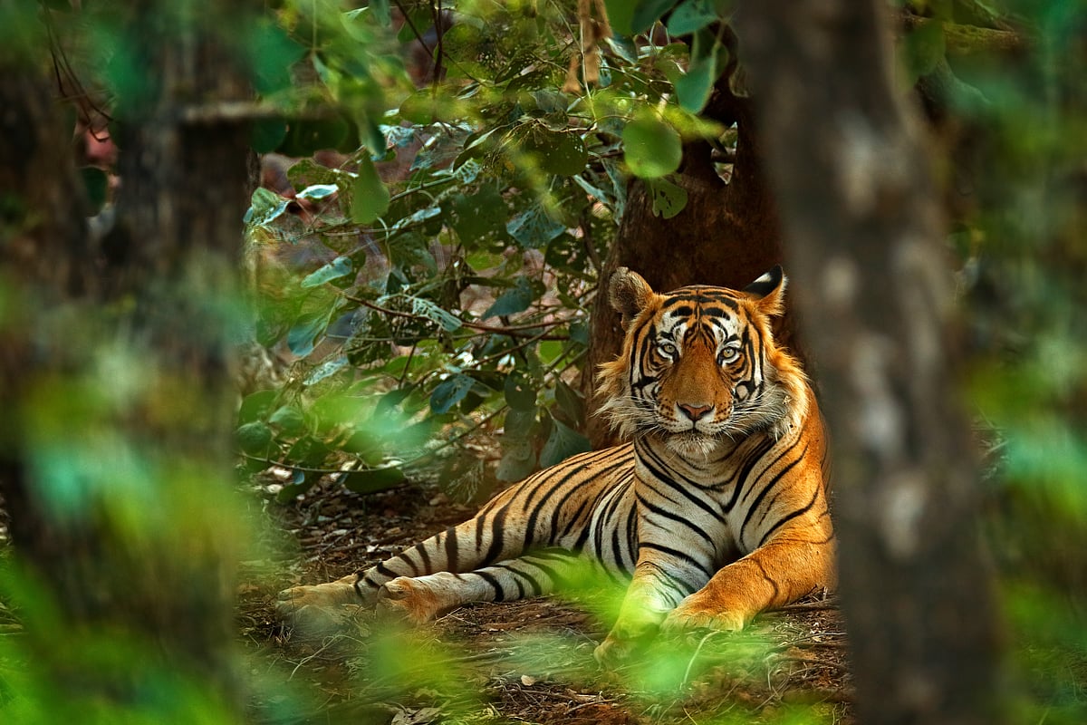 A male tiger at Ranthambore National Park