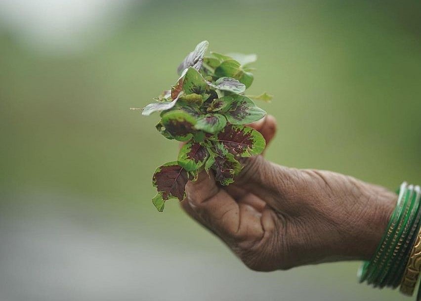 @ooofarms/Instagram : Rich in #Proteins, this wild amaranth is found aplenty in the monsoons in all parts of India. and especially in the Western Ghats