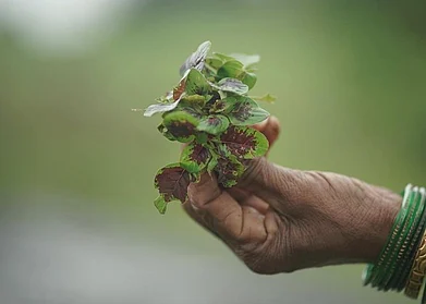 @ooofarms/Instagram : Rich in #Proteins, this wild amaranth is found aplenty in the monsoons in all parts of India. and especially in the Western Ghats