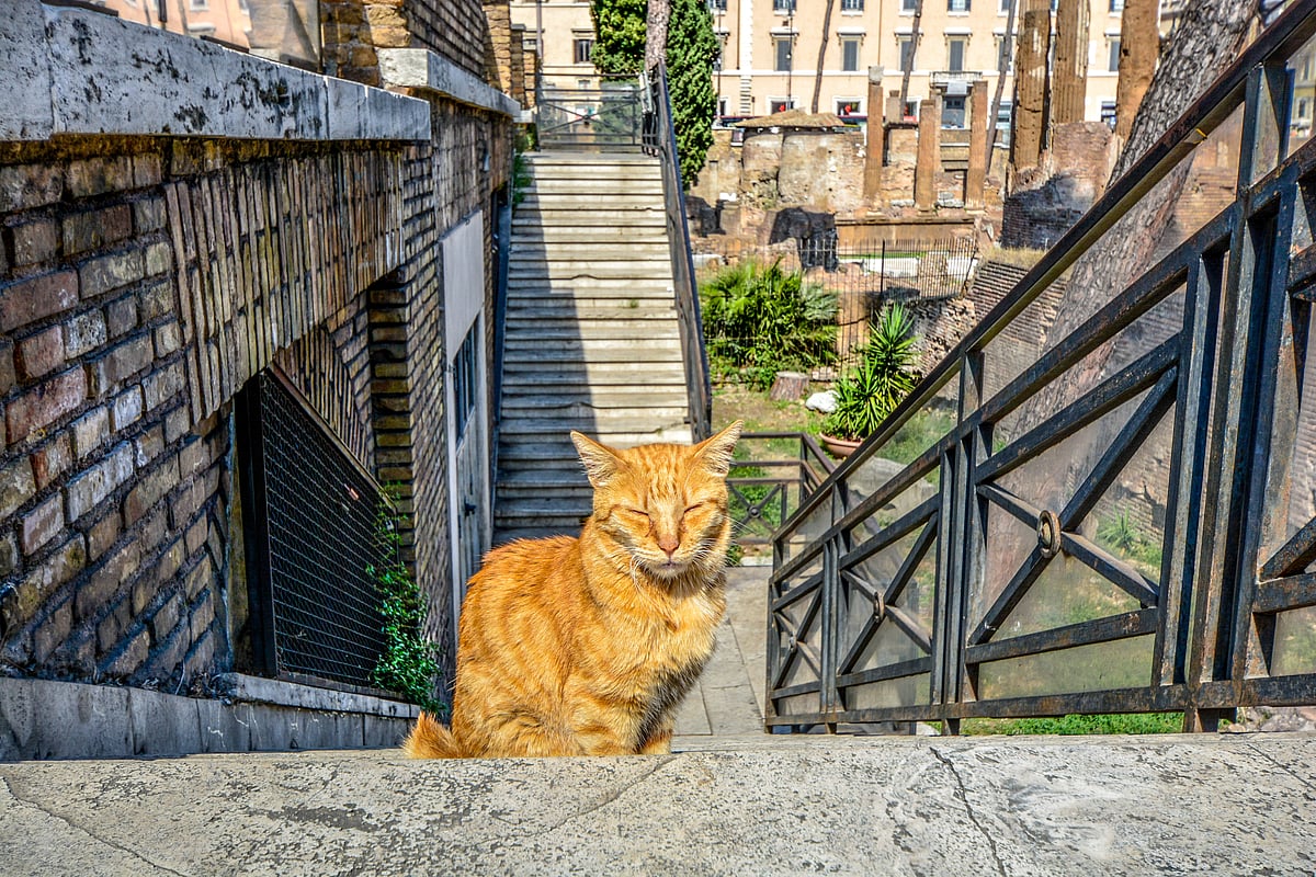 Torre Argentina Cat Sanctuary, Italy