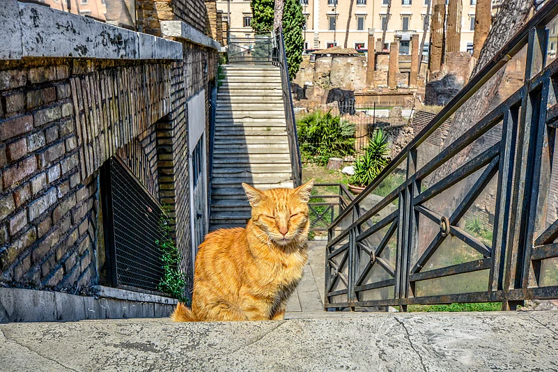 Torre Argentina Cat Sanctuary, Italy