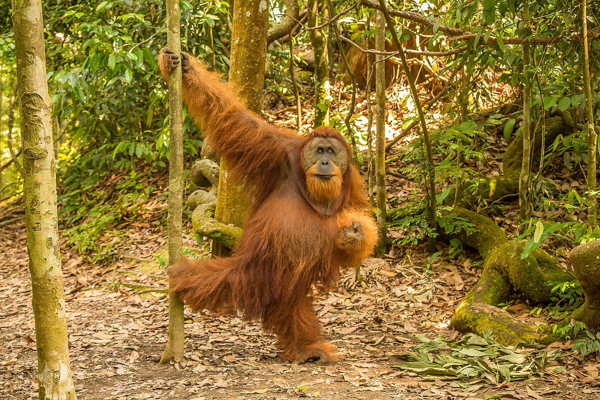 An orangutan in the jungle of Gungung Leuser National Park
