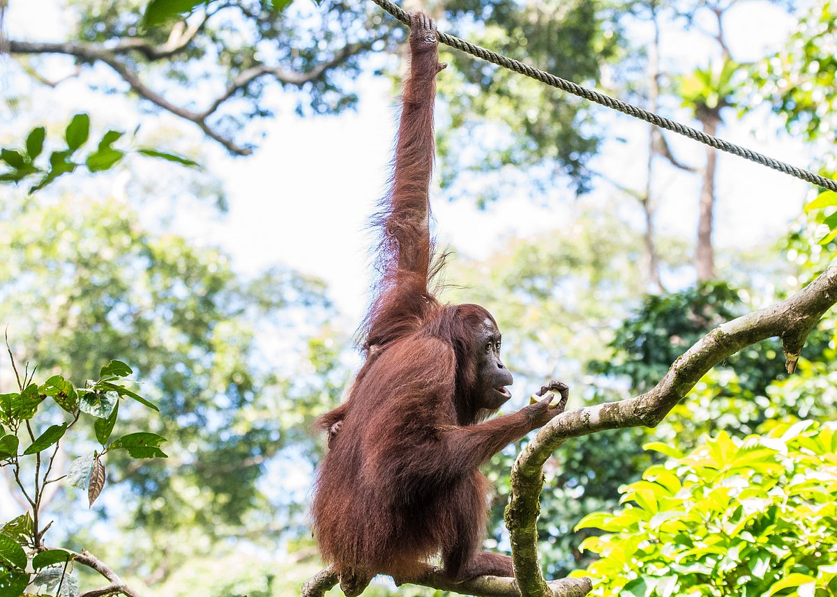 An Orangutan gazes across the Kinabatangan river in Sabah