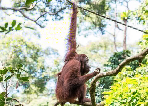 An Orangutan gazes across the Kinabatangan river in Sabah