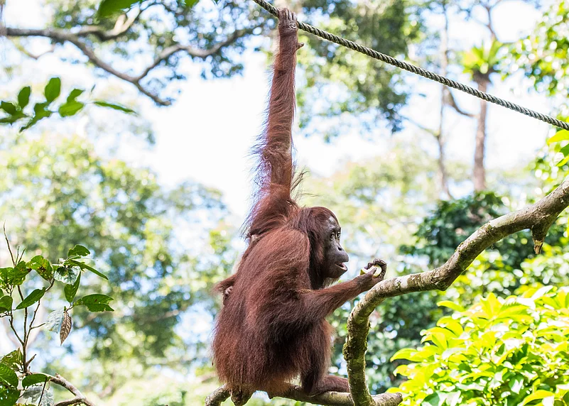 An Orangutan gazes across the Kinabatangan river in Sabah