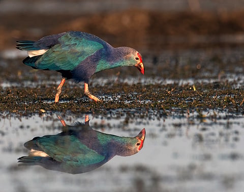 A grey-headed swamp hen looking for  breakfast in the wetlands of Tanguar