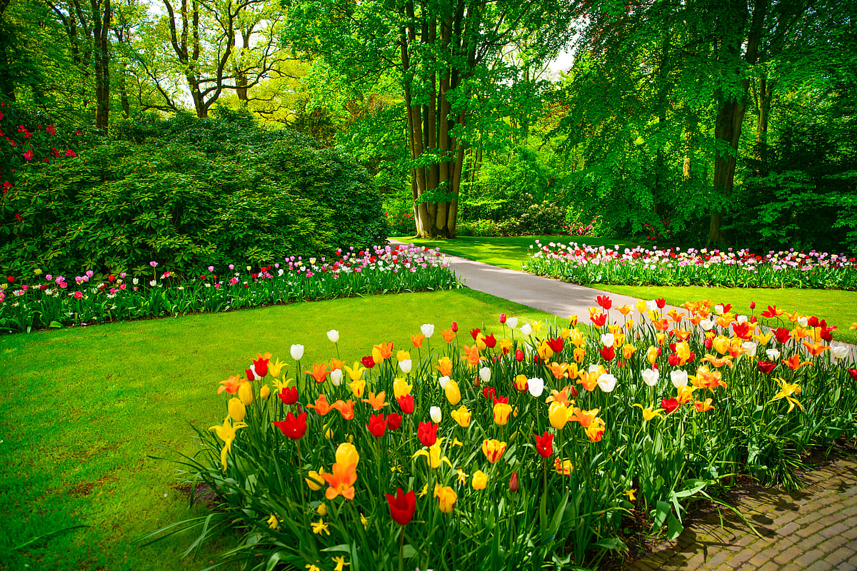 Shutterstock : Garden in Keukenhof, Netherlands