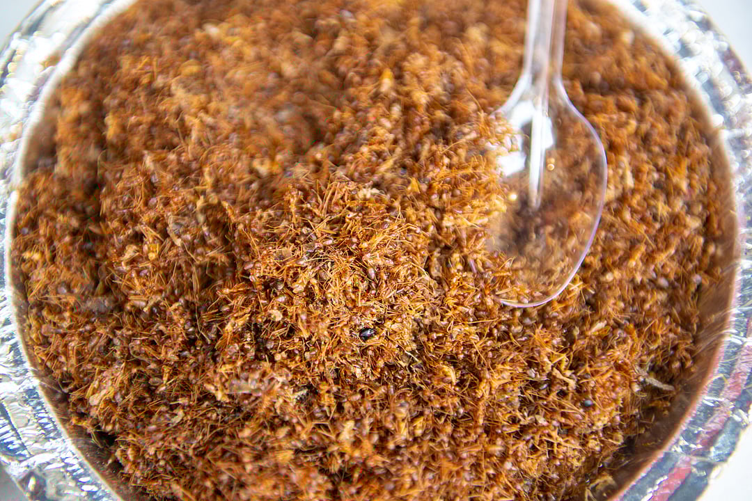 red weaver ants are used for making a sour and spicy chutney
