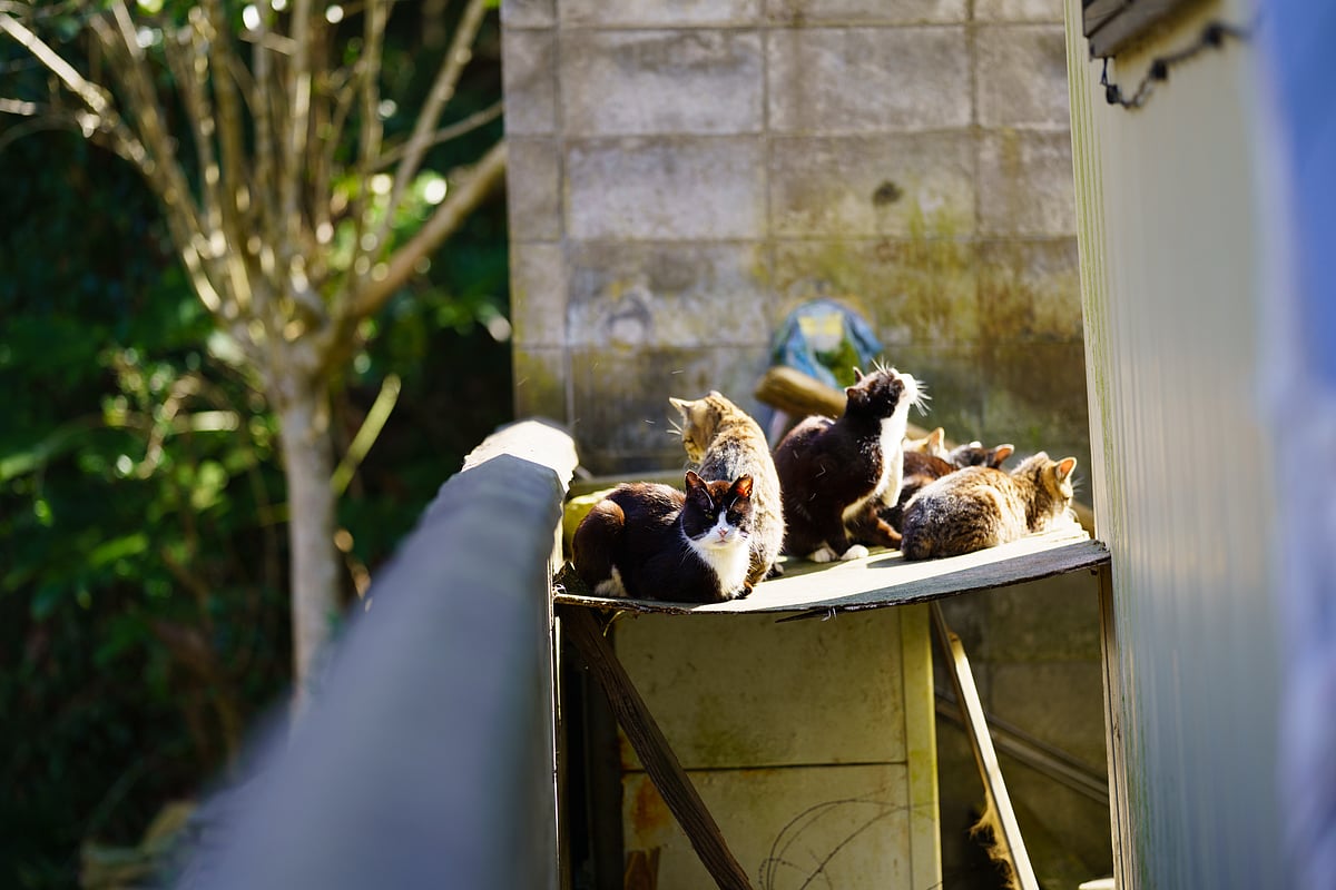 Tashirojima Island, Japan