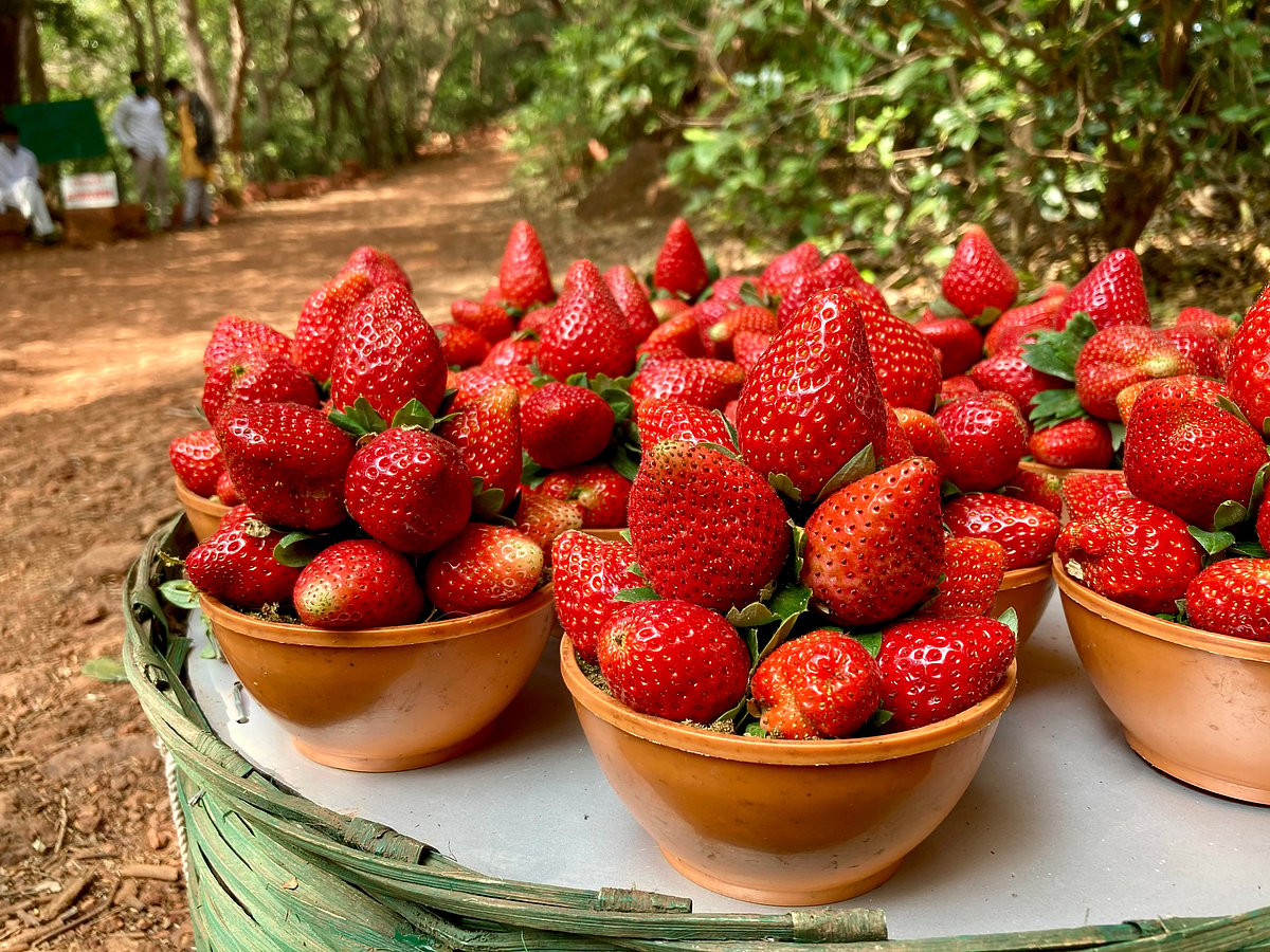Freshly plucked strawberries kept on display at a farm in Mahabaleshwar