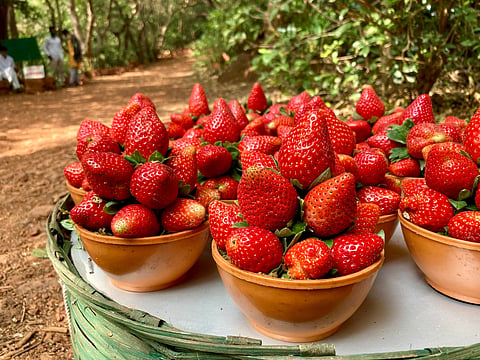 Freshly plucked strawberries kept on display at a farm in Mahabaleshwar