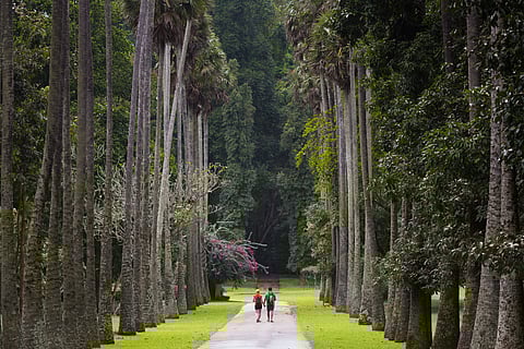 Avenue of Royal Palms