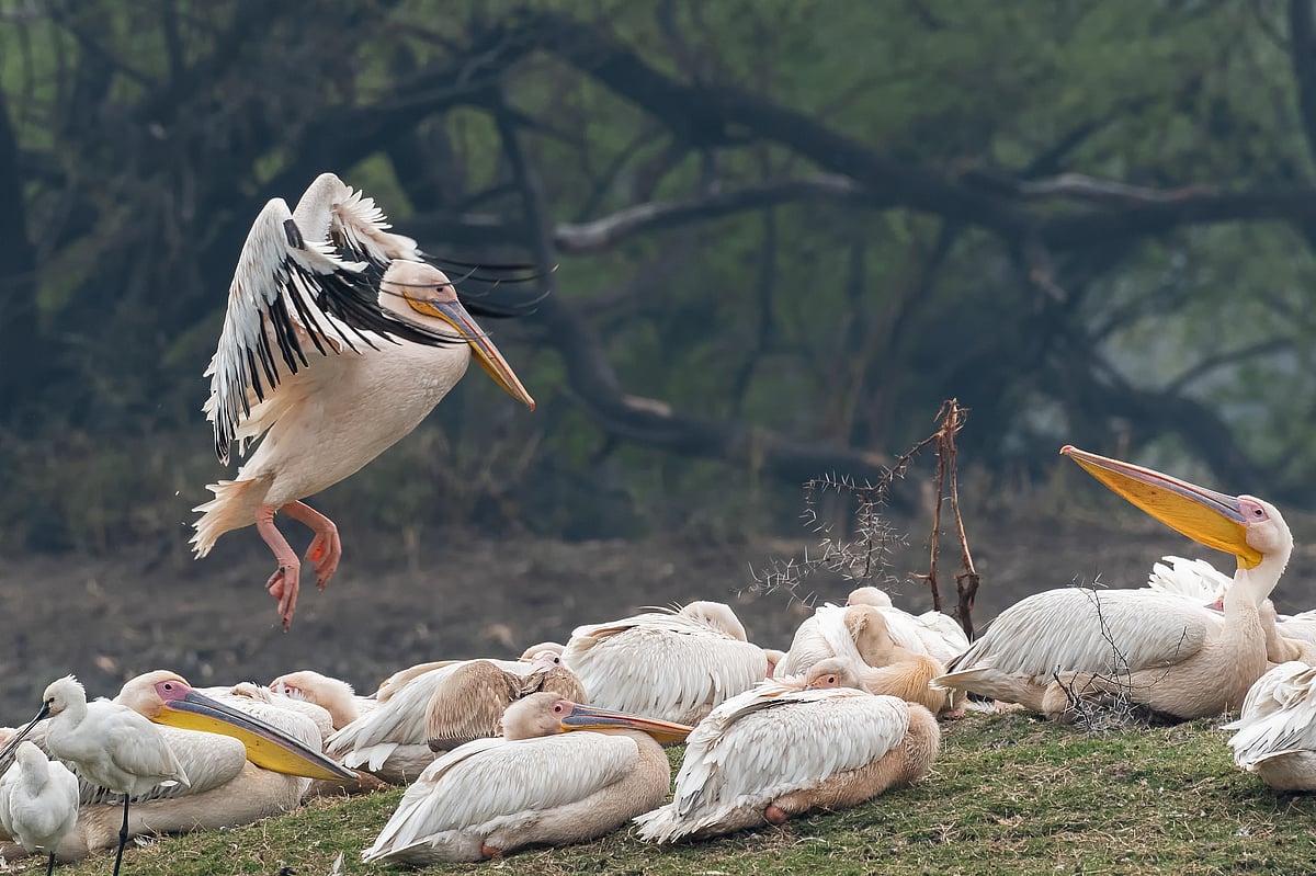 A group of great white pelican (one of the largest migratory bird species) on an island at Keoladeo National Park, Bharatpur in  Rajasthan