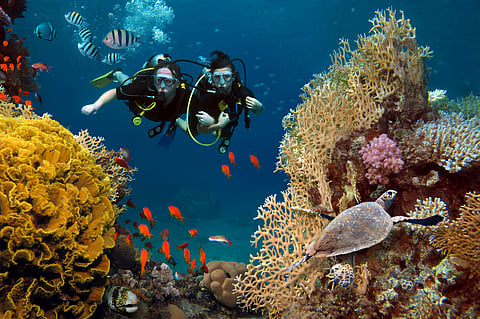 Scuba diving around corals