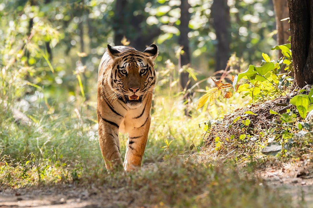 Tiger Mortality In India: Maharashtra Reported 41 Deaths In 2025