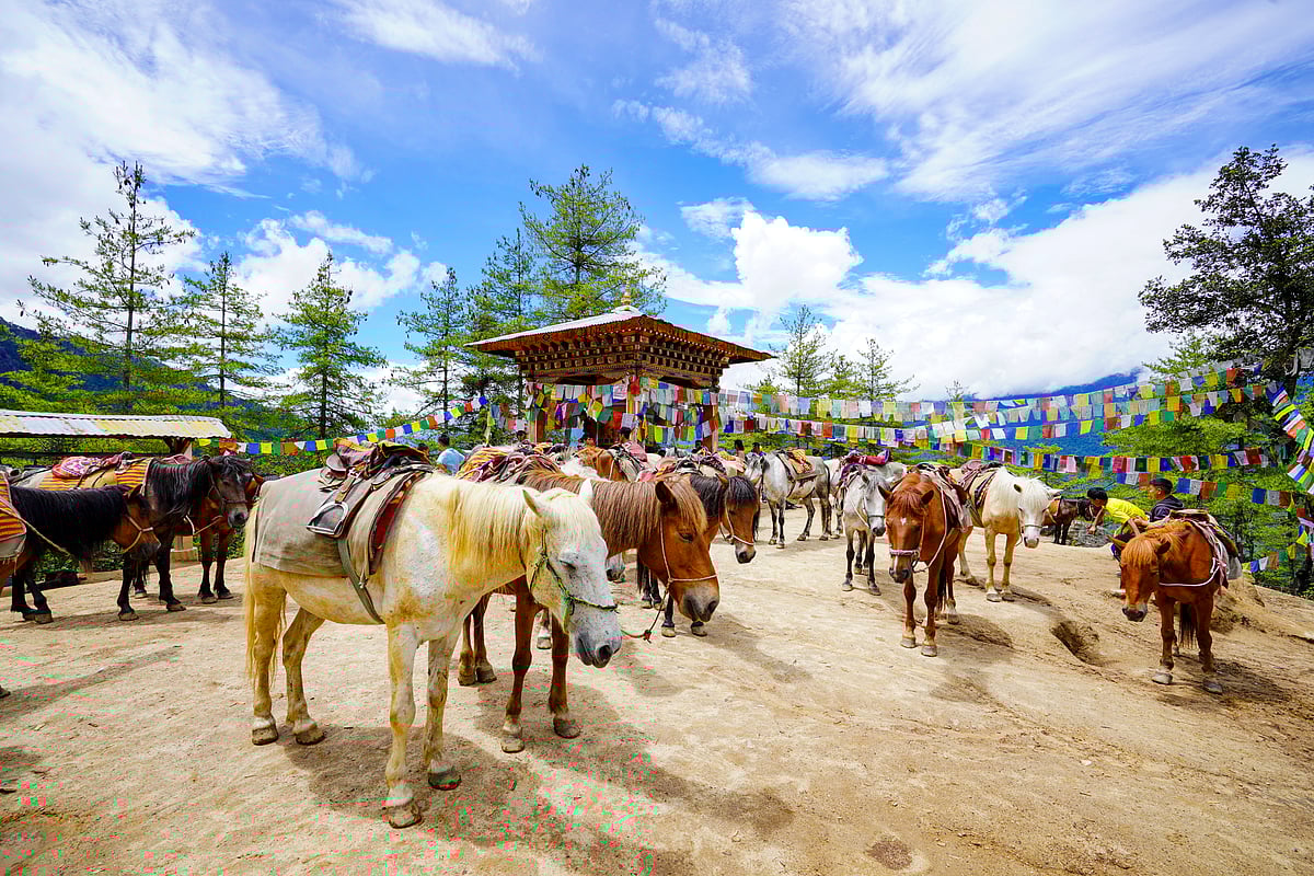 Some people take mules until the mid-way mark, where there is a cafeteria