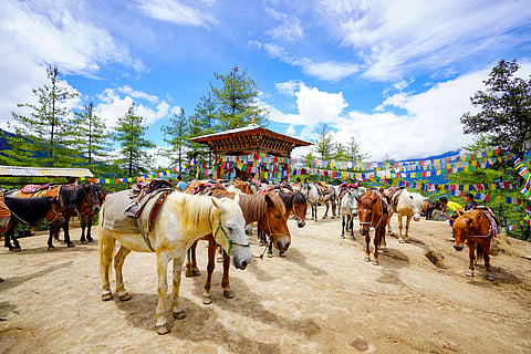 Some people take mules until the mid-way mark, where there is a cafeteria