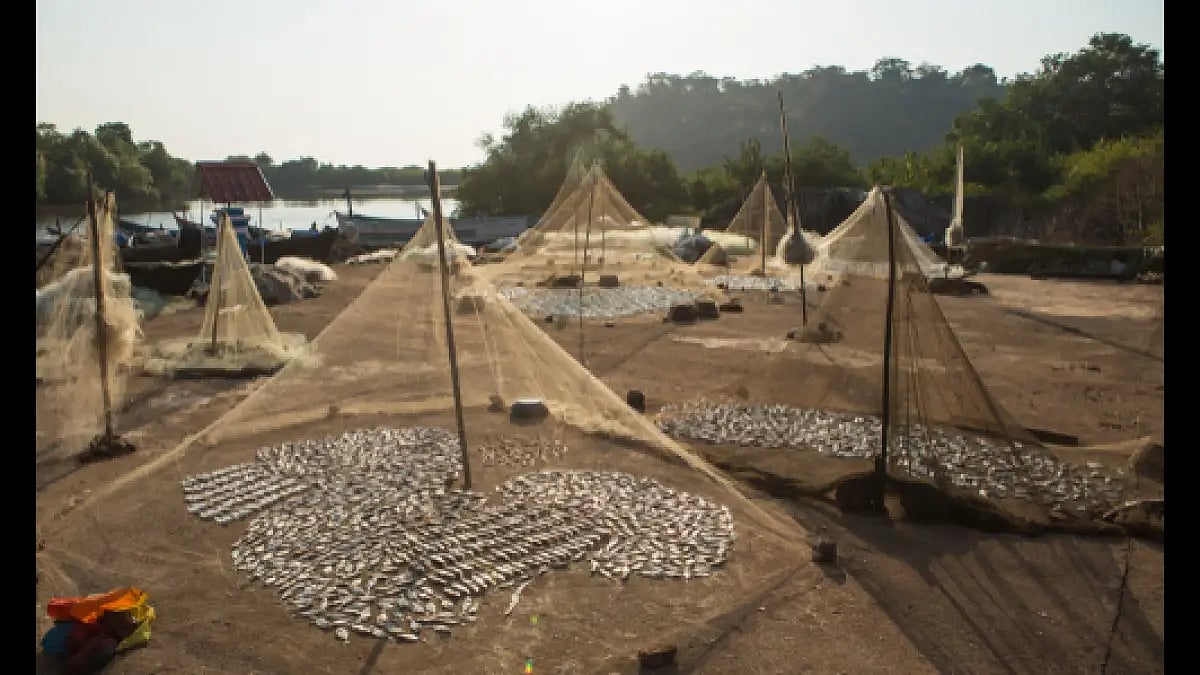 Drying fish in a Goan village.