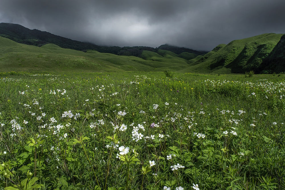The Dzukou Valley