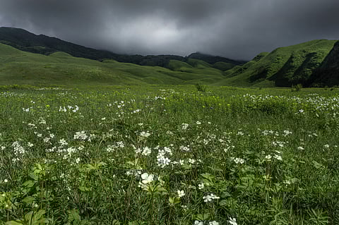 The Dzukou Valley