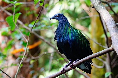 The Nicobar Pigeon is a close relative of the dodo