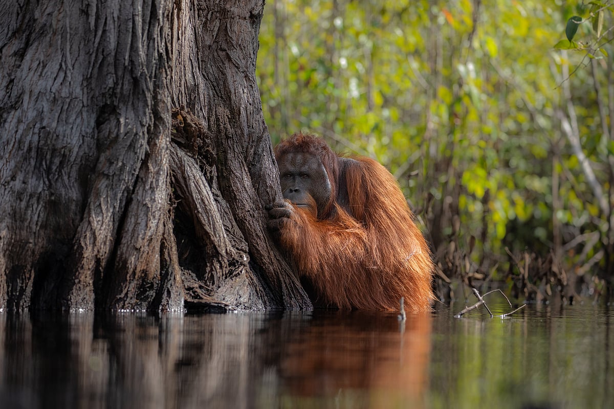 An orarngutan in Borneo, Jayaprakash Bojans award-winning photograph