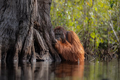 An orarngutan in Borneo, Jayaprakash Bojan's award-winning photograph
